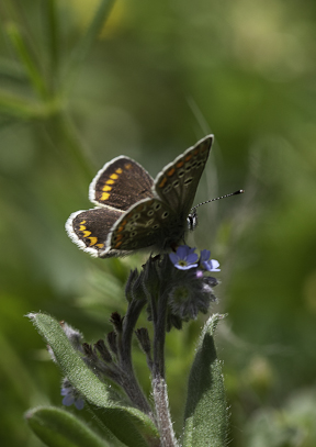 brown argus